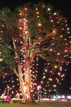 many strings of lights on a very large tree