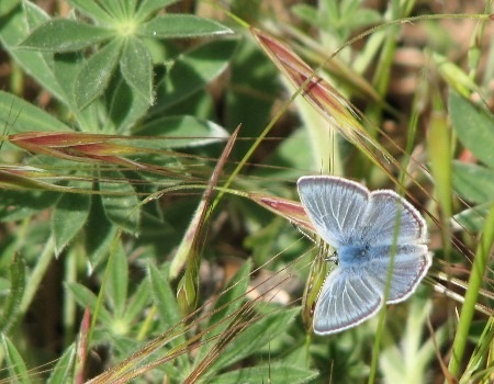миссия синяя бабочка