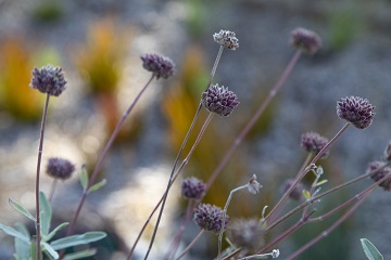 close-up image of wildflowers