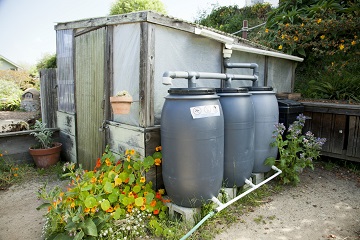 dalawang rain barrels na konektado sa isang backyard shed collection system