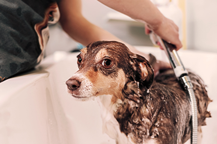 Собака принимает ванну с водосберегающей насадкой