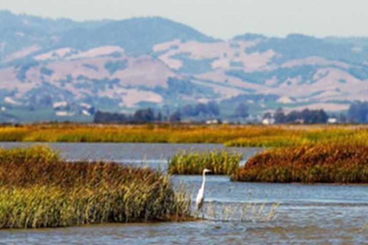 heron wading through a marsh area