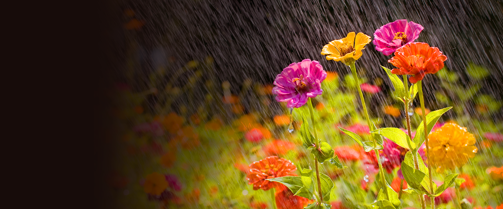Rain cascading on garden flowers.