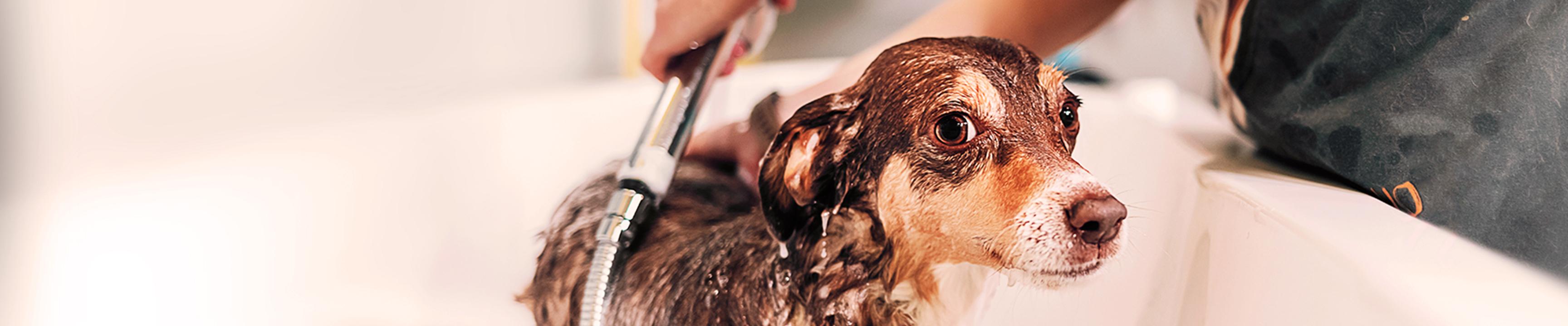 الكلب يستحم باستخدام فوهة دش موفرة للمياه