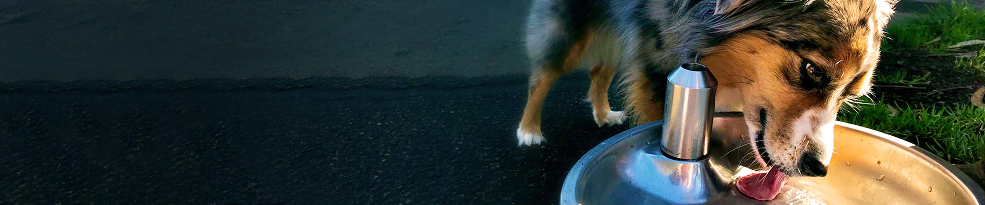 Perro bebiendo agua en fuente para perros