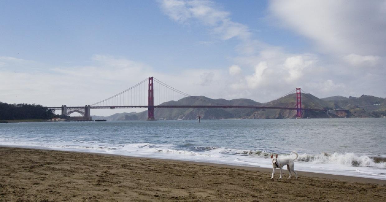 狗在沙灘海岸線與金門大橋在背景中