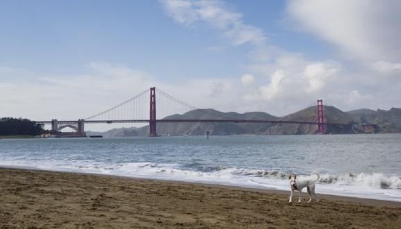 كلب على الشاطئ مع جسر البوابة الذهبية في الخلفية